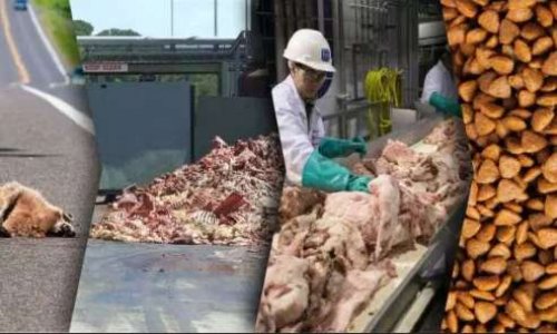 Contre l'alimentation animale à base de farine