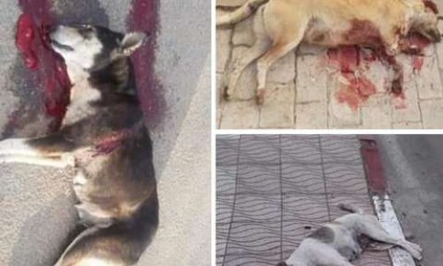 Arrêtons le massacre des chiens et chats errants au Maroc