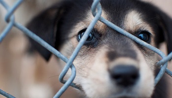 Aidons les animaux et protégeons-les !