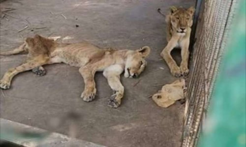 Lions en détresse - Le Soudan-