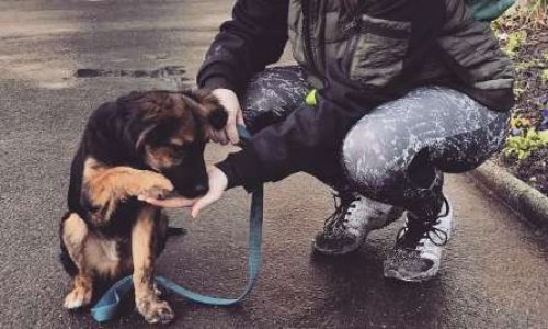 Création d'un refuge pour animaux à Rethel