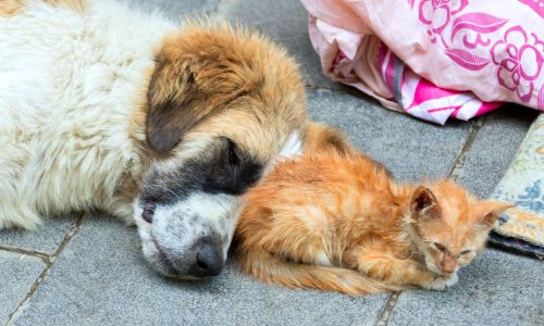 Pour un secrétaire d'État à la lutte contre la maltraitance animale.