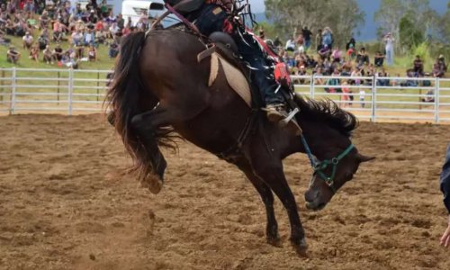 Pour une réforme de la pratique du rodéo en Nouvelle-Calédonie