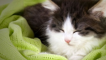 Justice pour les chats martyrisés de l'Aisne