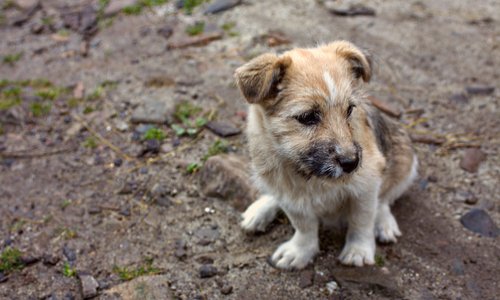 Stop à la maltraitance des chiens détenus par un chasseur en Dordogne