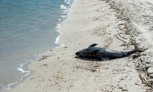 Interdire la chasse aux dauphins pour les protéger des pécheurs qui souhaitent leur viande !