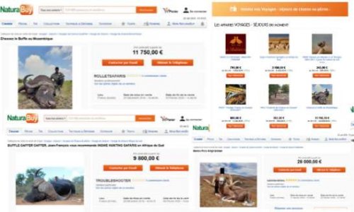 Stoppons la campagne 2020 des safaris chasses du site NaturaBuy