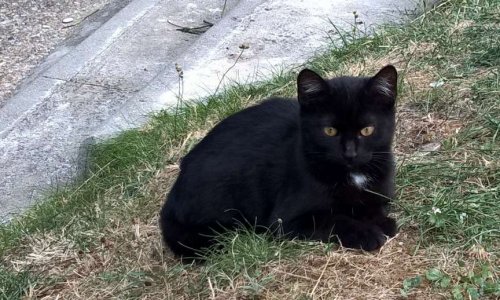 M. le maire, signez la convention de stérilisation des chats libres