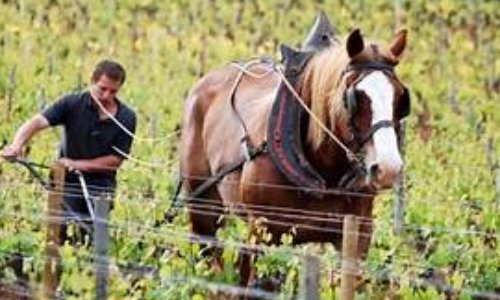 Plébiscite du projet de loi d'inscrire les bruits de la campagne au patrimoine rural