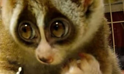 TERRIBLES EXPERIENCES DISSIMULEES PAR LA SCIENCE !