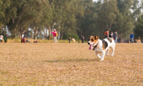 Pour la création d'un parc à chiens à Lons-le-Saunier