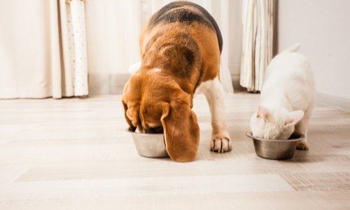 Contre l'élevage domestique non contrôlé