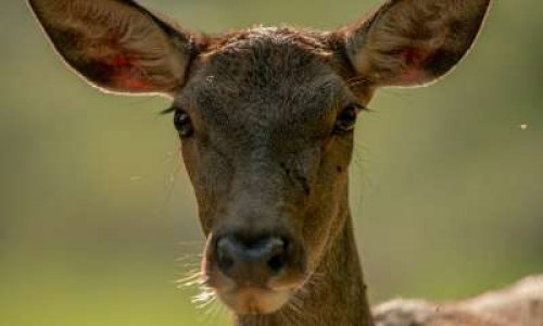 Stop au massacre des biches de Vernierfontaine !