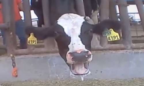 Des veaux séparés de leur mère dès le plus jeune âge pour l’industrie de la viande et laitière