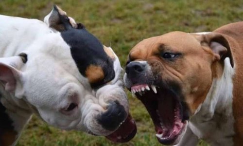 Stop à l'irresponsabilité des maîtres !