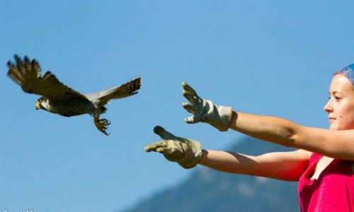 Aidons les centres de sauvegarde de la faune sauvage