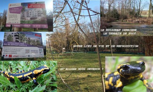 Halte au massacre des Salamandres !