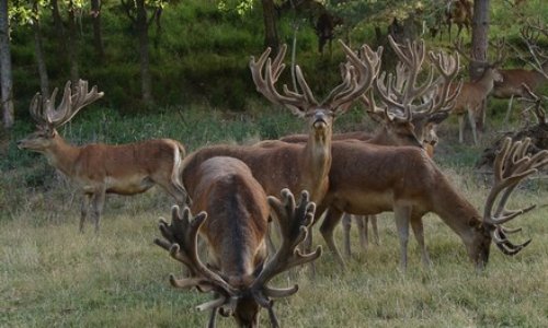 Interdire les pratiques d'élevage de petits et grands gibiers en France