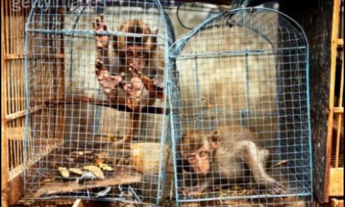 Condamner lourdement les trafiquants d'animaux sauvages