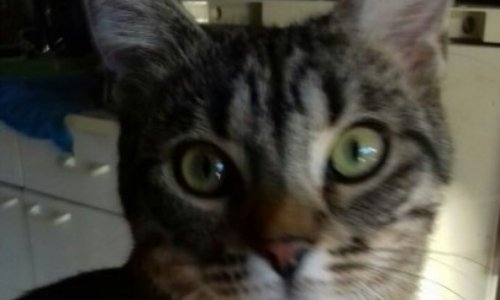 Justice pour ce chat laissé pour mort entre 2 murs : durcissons la loi !