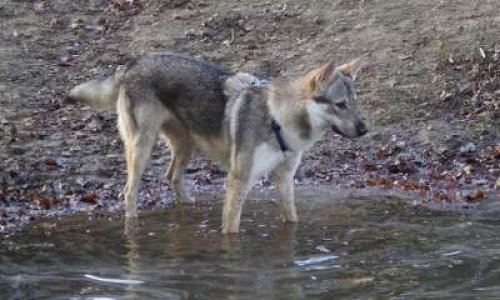 Pour que les chiens-loups tchèques soient catégorisés