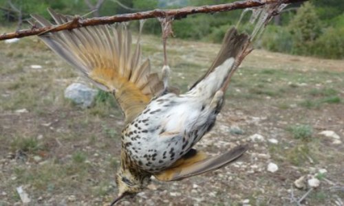 Chasse à la glu : mettons fin à cette pratique barbare et cruelle !