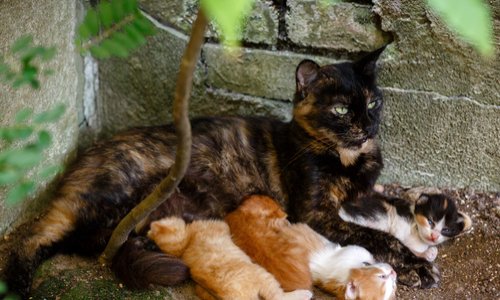 STOP à l'inaction du maire envers les chats errants de Chateauroux