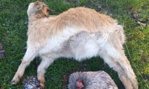 Chasse : un carnage mortel par leurs chiens