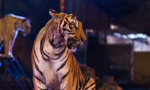 REFUSONS LES CIRQUES AVEC DES ANIMAUX SAUVAGES A LENS.