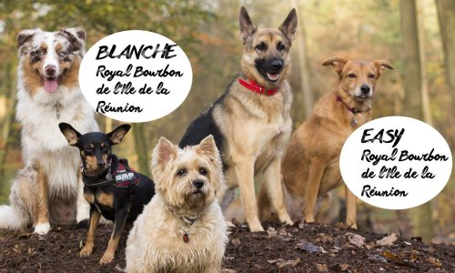 Pour vous, les chiens créoles et les Royal Bourbon ne valent-ils pas un rond ?