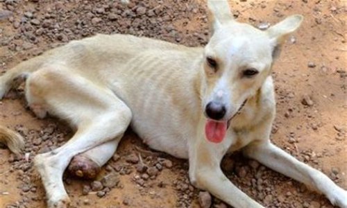 Retirons les chiens du 