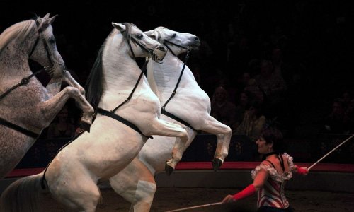 Contre les cirques avec animaux sauvages à Fontainebleau