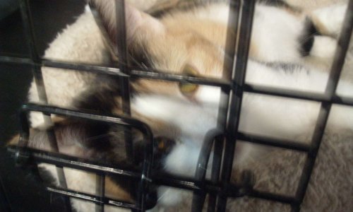 REFUGE ÉTHIQUE OU FOURRIÈRE ?