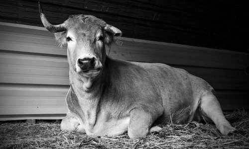 Sauvons Rambo d'une condamnation à mort injuste !