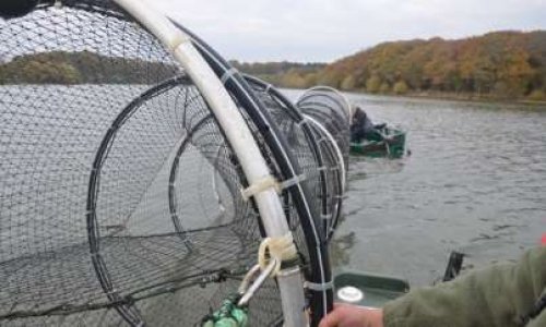 Halte aux filets et au pillage de l’Étang de la Provostière (44440 Riaillé)