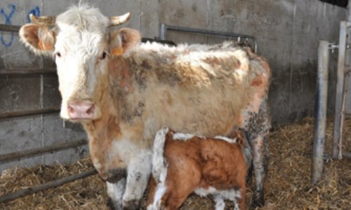 POUR LE SAUVETAGE DES ANIMAUX DE FERME MALTRAITÉS