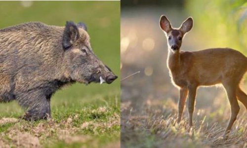 NON A LA SUPPRESSION DE L'AUTORISATION INDIVIDUELLE DE CHASSE ANTICIPEE