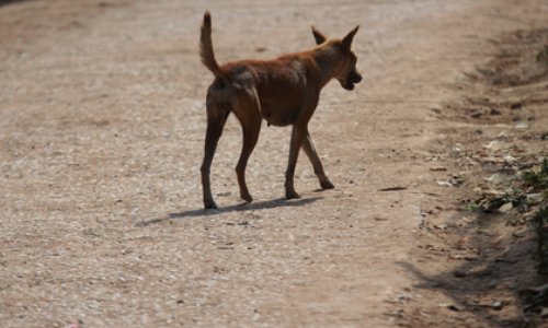 Aidez-nous à sauver nos chats et chiens de l'abattage
