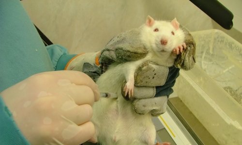 NON à la cruauté animale !