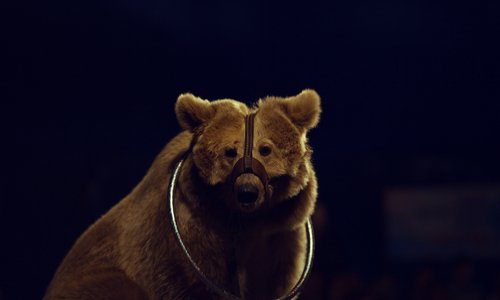 Ne plus accepter d'animaux sauvages dans les villes comme les festivals de rues, et les cirques !