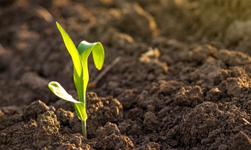 Stop aux cultures avec produits phyto-sanitaires