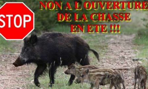 Non à l'ouverture de la chasse en été