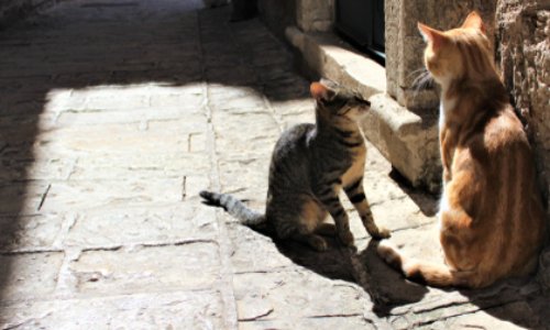 ALERTE MAIRIE DE NICE  ! ASSOCIATION ET BÉNÉVOLES DEMANDENT EN URGENCE le contrôle des chats errants