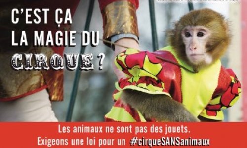 Non aux cirques avec animaux à Milly la Foret (91)
