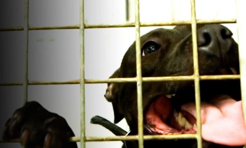 Mise à l'Index de Madame Albane Perrault