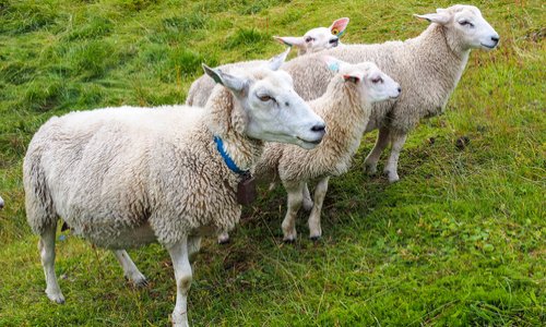 Pour pouvoir garder mes chèvres et moutons auprès de moi à Lit-et-Mixte (40)