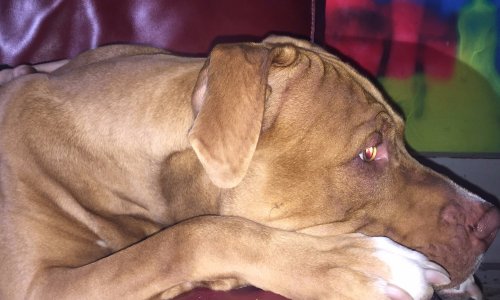 JUSTICE POUR STARK CHIEN NON DANGEREUX mais enfermé depuis 11 mois, sans avoir le droit de voir ses maîtres, ni de sortir et présentant une blessure nécrosée sur la queue qui devrait nécessiter une amputation !