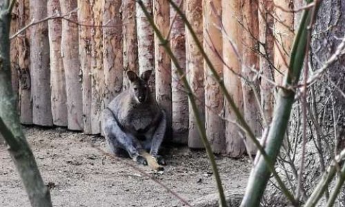Wallabys et autres animaux, plus d'enclos au Jardin Vinay !