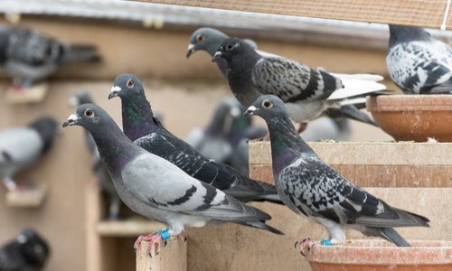 Pour un pigeonnier contraceptif à Paris Centre !
