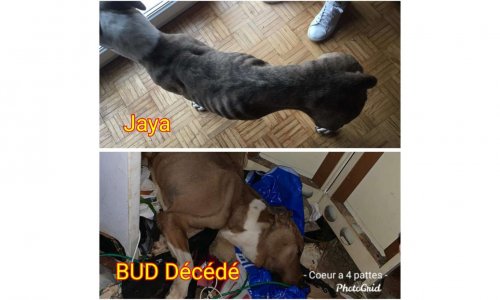 Justice pour Bud et Jaya